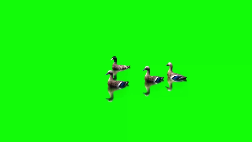 Ducks Swimming on Green Screen Royalty-Free Stock Footage #1084434745