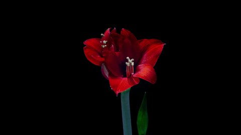 Red Hippeastrum Opens Flowers in Time Lapse on a Black Background. Growth of Orange Amaryllis Flower Buds. Perfect Blooming Houseplant, 4k UHD