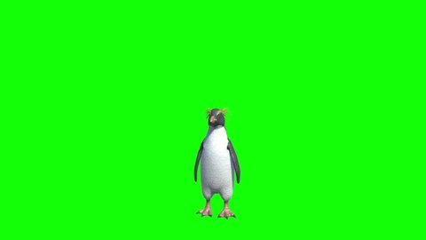 Penguin Looking Around on Green Screen
