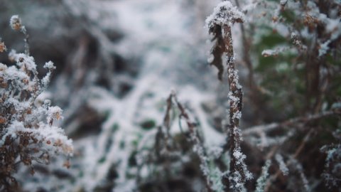 Close-up shot of vegetation covered with frost and snow. Winter in early frosty morning. Cold weather concept, selective focus.