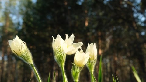 Pasque-flower trembles slightly in the light wind in the spring forest. Close up.