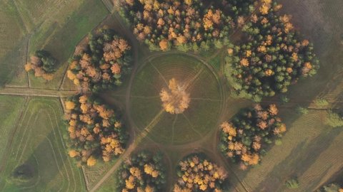 Aerial view through clouds of a circle of white birches in Pavlovsk Park.Golden or yellow treetops.Around the alley of birches.Long shadows from the trees.