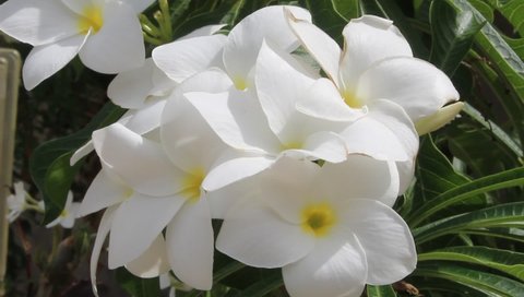 São Luís, Maranhão, Brazil, December 2021. A bunch of white flowers of the Caribbean Jasmine, Plumeria pudica is a shrub belonging to the Apocynaceae family