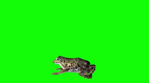 Frog Jumping on Green Screen