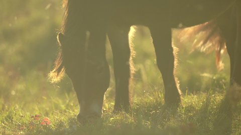 Detail of grazing sunlit wild exmoor pony horses in late autumn nature habitat in Milovice, Czech republic. Protected animals considered as horse ancestor maintain the environment of steppe landscape.