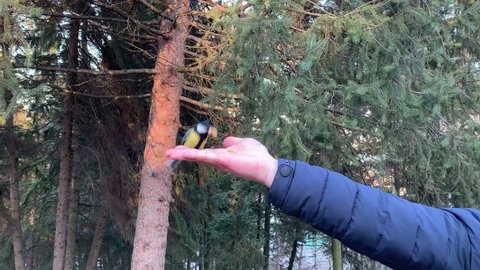 A man feeds a titmouse from his hand. 
