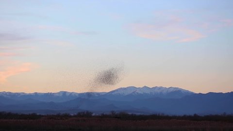 Starlings murmuration in Aiguamolls De L Emporda Nature Park, Spain