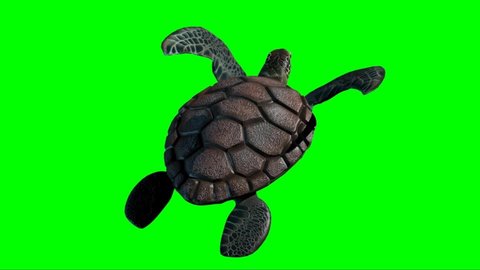 Turtle Swimming on Green Screen
