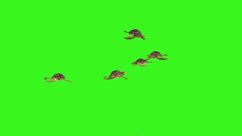 Turtles Swimming on Green Screen