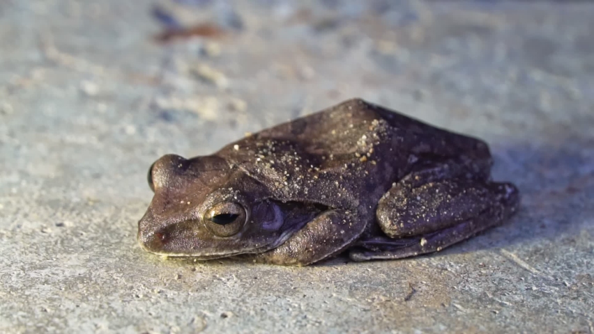 Close up of small frog in the evening on the ground.	