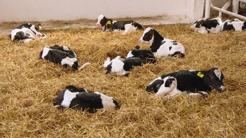 baby beef cows