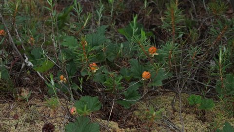 Picking delicious Cloudberries, Rubus chamaemorus in Estonian bog forest in Soomaa National Park.