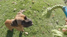 Boxer dog running on the grass while playing with a toy outdoors in a park. Animals concept.