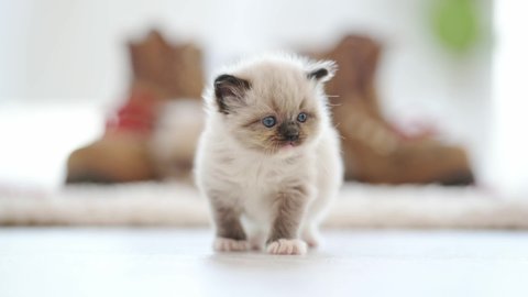 Ragdoll kitten with boots with red laces on blurred background. Cute small kitty cats sitting on carpet