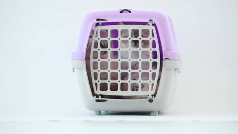 Ragdoll kittens sitting at cat carrier and looking out through cell. Kitty cats in travel box