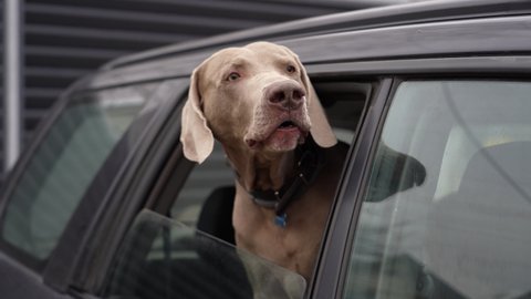 Blue-haired short-haired dog looks out of car window and barks. Close up view of lonely weimaraner breed patiently waiting for his owner inside car. Hunting dog with hanging ears peeking out of window