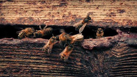 Bees Cluster Around Entrance To Hive
