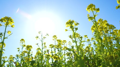 Tilt-up Video of a field of canola blossoms.
Backlighting.