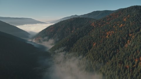 pictorial hills with green and brown autumn dense forests over white mist under blue sky in early morning upper view. Carpathian mountains, Ukraine beauty nature. Travel, holidays, wild. 4K