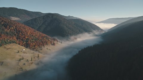 pictorial hills with green orange thick forests and yellow meadow with alone house over white mist upper view. Carpathian mountains, Ukraine beauty nature. Travel, holidays, wild. 4K