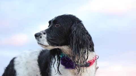 slow motion video of wet dog after swimming at beach - beautiful english springer spaniel sniffs the air with winter sunset