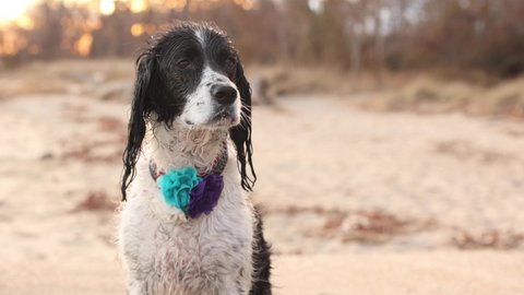 slow motion video of wet dog after swimming at beach - beautiful springer spaniel with bokeh sunset 