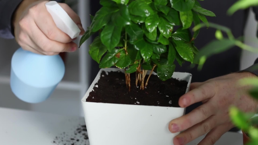 A man sprays a plant after replanting from an old pot to a new one. Home gardening.