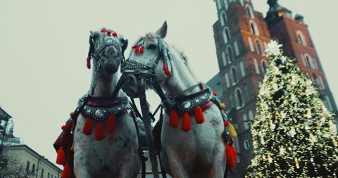Horses with horse-drawn carriages in the old square in Krakow, Poland. Christmas tree, New year 2021