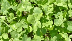 Four-leaf clover growing on sunny meadow, clover field, video footage