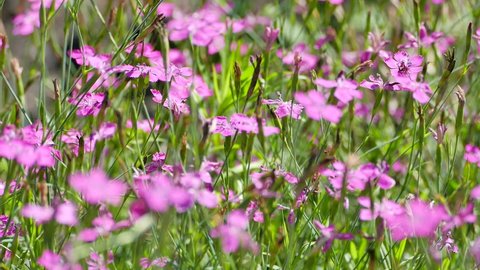 Maiden Pink flowers - Dianthus deltoides blooming on summer meadow