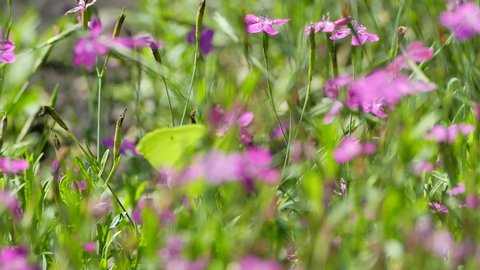Brimstone butterflies feeding on Maiden Pink flowers in summer, Gonepteryx rhamni, video footage