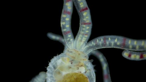 Worm Polychaeta of family Terebellidae under the microscope, phylum Annelida. Possibly late larval stage. Red sea