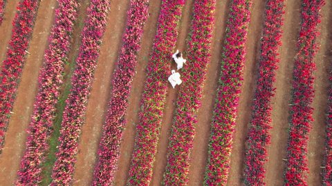 Khao Yai, Pak Chong , Nakhon Rachasima , Thailand - 11 27 2021: Aerial steady footage of the Hokkaido Flower Park in Khao Yai, Pakchong, Thailand, people enjoying the flowers as they walk around.
