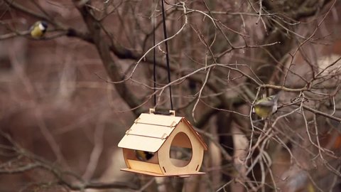a flock of titmouse birds, Cyanistes caeruleus, arrive in late autumn and winter, eat food from a beautiful wooden feeder hanging on a tree. helping nature, feeding the birds, watching wintering birds