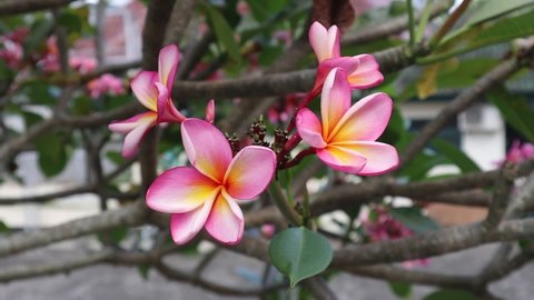 Magenta or pink frangipani flower or plumeria is a group of plants in the genus Plumeria, ornamental flowers in the garden, beautiful pink flowers