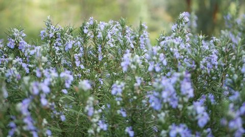 Rosemary salvia herb in garden, California USA. Springtime meadow romantic atmosphere, morning wind, delicate pure greenery of aromatic sage. Spring fresh garden or lea in soft focus. Flowers blossom.