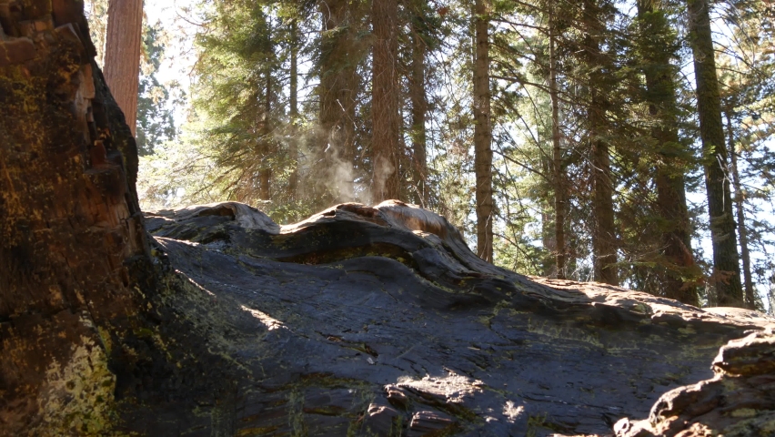 Fog rising in sequoia forest, fallen redwood trunks in old-growth wood. Misty morning in coniferous woodland, national park of Northern California, USA. Large uprooted pine trees, haze in sunlight.