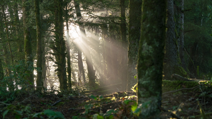 Time lapse of sun rays through temperate rainforest in Olympic National Park, Washington Royalty-Free Stock Footage #1084469224