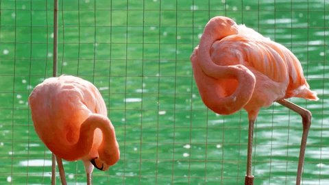 The pink flamingo, or common flamingo is a species of bird from the order Flamingo-like. The plumage of adult males and females is pale pink, the wings are purple-red, the flight feathers are black.