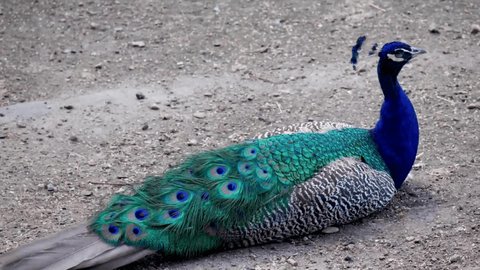 Peacock, or Indian peacock (Latin: Pavo cristatus). A characteristic feature of the male is the strong development of upper coverts, which are mistaken for a tail.