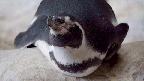 Humboldt's penguin, or the Peruvian penguin (Spheniscus humboldti). On the sides of the head, narrow white rings, "glasses" pass through the forehead and throat.