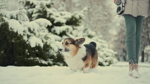 close up 4k slow motion cute funny and curious tricolor Pembroke Welsh Corgi dog walking outdoors in deep snow in park at winter day. christmas and new year mood, first snow fun with animals.