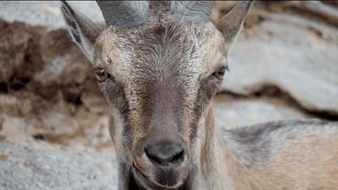 The screw-horned goat, or marhur (Capra falconeri) is an artiodactyl mammal from the genus of mountain goats. The name comes from the shape of the horns, twisting like a corkscrew or screw.