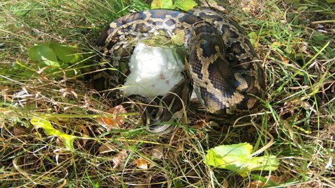 Close-up of a large spotted python snake in the grass, swallowing its prey. Boa constrictor wants to eat chicken. The largest snake in the wild.	
