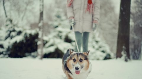 close up 4k slow motion cute curious tricolor Pembroke Welsh Corgi dog walking outdoors in deep snow with woman owner. snowflakes flying, dog funny shakes head and ears. winter beauty fist snow fun.