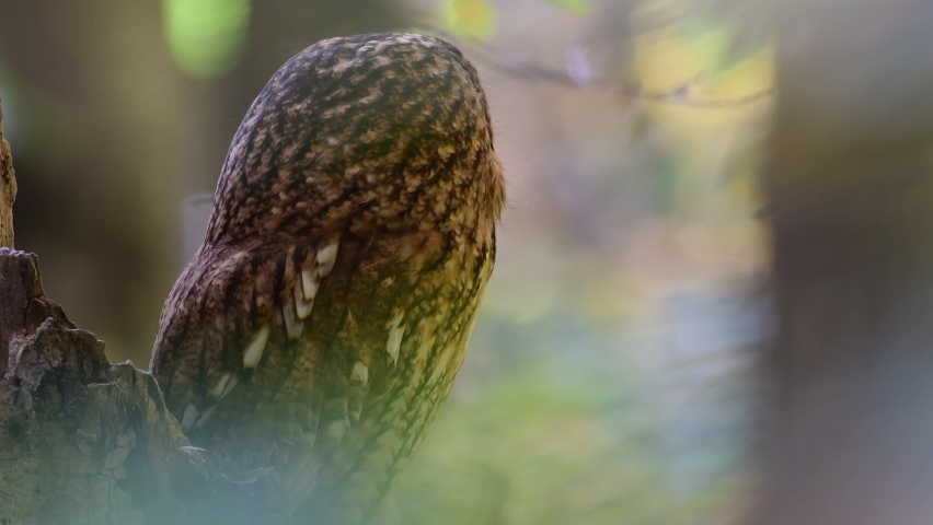 Tawny owl or brown owl Strix aluco sits on a broken tree trunk in an autumn forest. Owl turns his head. Close up. | Shutterstock HD Video #1084476895