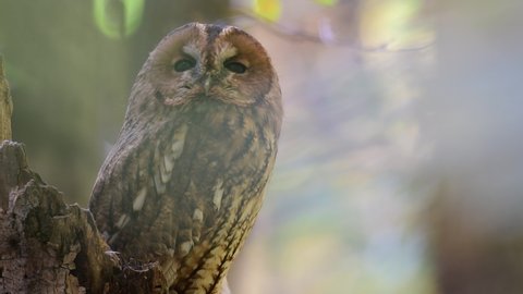 Tawny owl or brown owl Strix aluco sits on a broken tree trunk in an autumn forest. Owl turns his head. Close up.