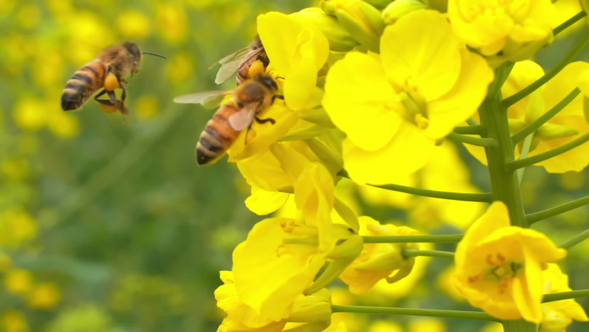 slow motion of Insect bees gather nectar on yellow rapeseed flowers honey bee busy in oilseed field works hard to collect the pollen honey at spring sunny morning Royalty-Free Stock Footage #1084476910