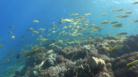 School of Yellowfin goatfish fish on a coral reef, slow motion