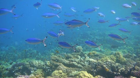 A school of Suez fusilier fish on a coral reef, slow motion